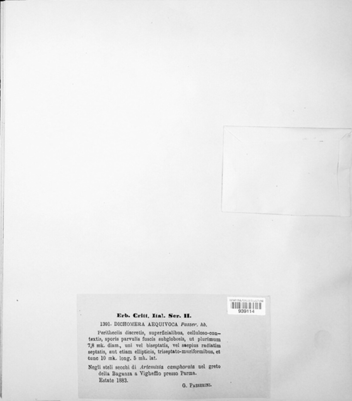 Camarosporium aequivocum image